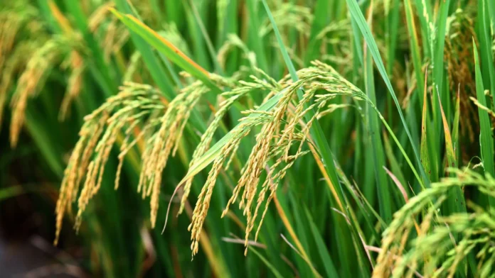 Modern-Paddy-Cultivation